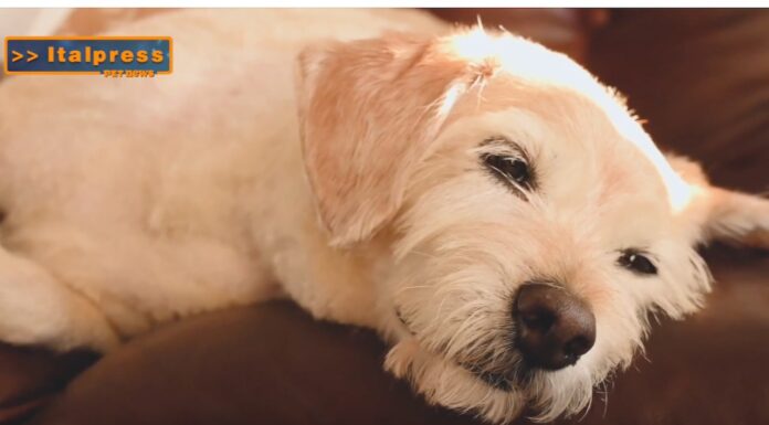 Pet News. Nuova campagna per adottare un cane anziano (video)