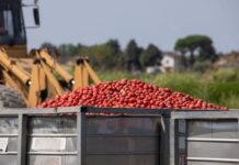Pomodoro, Conserve Italia: lavorazioni a pieno regime tra innovazione, sostenibilità e qualità 100% italiana