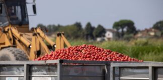 Pomodoro, Conserve Italia: lavorazioni a pieno regime tra innovazione, sostenibilità e qualità 100% italiana