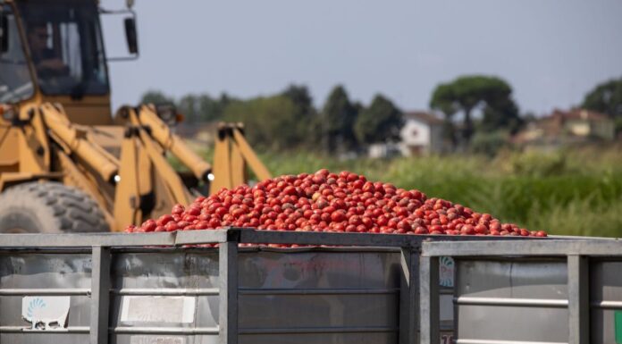Pomodoro, Conserve Italia: lavorazioni a pieno regime tra innovazione, sostenibilità e qualità 100% italiana