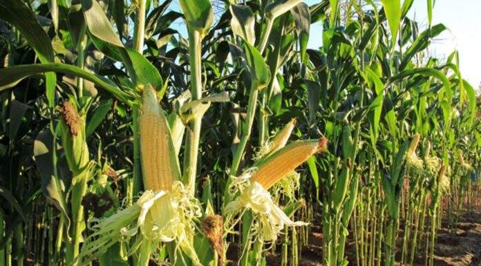 “Cereali e dintorni”. Mais osservato speciale