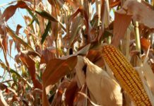 “Cereali e dintorni”. Spiragli di Pace