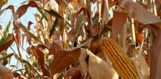 “Cereali e dintorni”. Previsioni in calo per il mais.