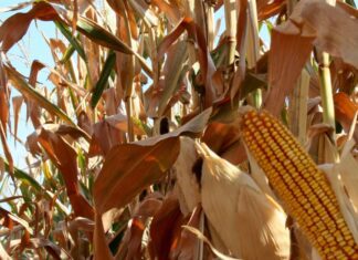 “Cereali e dintorni”. Previsioni in calo per il mais.
