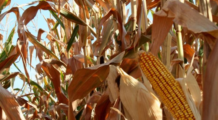 “Cereali e dintorni”. Previsioni in calo per il mais.