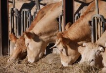 Dermatite nodulare bovina: la “santa inquisizione animale” della Sardegna