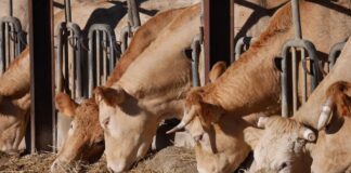 Dermatite nodulare bovina: la “santa inquisizione animale” della Sardegna