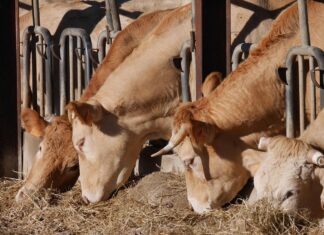 Dermatite nodulare bovina: la “santa inquisizione animale” della Sardegna