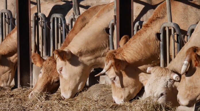 Dermatite nodulare bovina: la “santa inquisizione animale” della Sardegna