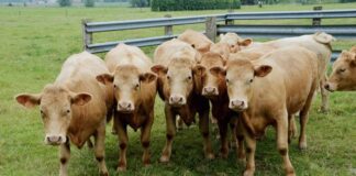 Tar Sardegna ferma l’abbattimento dei bovini nel Nuorese: udienza di merito il 3 settembre