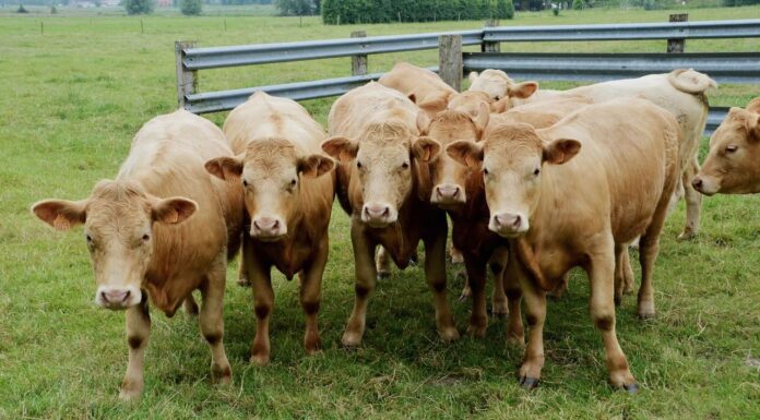 Tar Sardegna ferma l’abbattimento dei bovini nel Nuorese: udienza di merito il 3 settembre