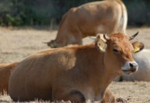 Vaccini anti-LSD nei bovini: European Consumers APS lancia l’allarme sulla gestione opaca dell’emergenza sanitaria in Sardegna