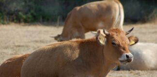 Vaccini anti-LSD nei bovini: European Consumers APS lancia l’allarme sulla gestione opaca dell’emergenza sanitaria in Sardegna