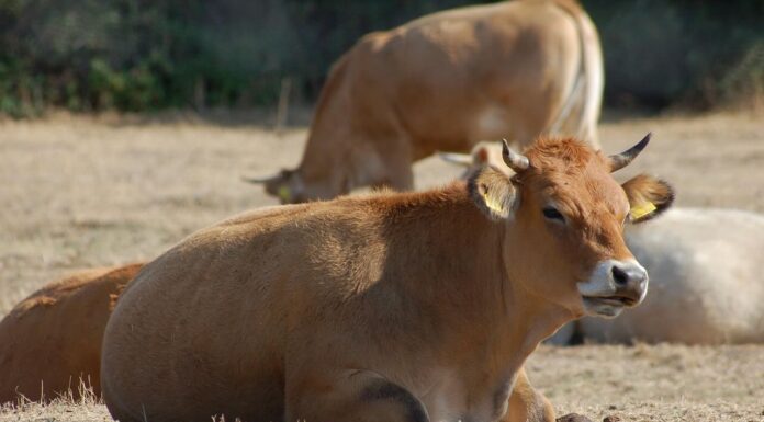 Vaccini anti-LSD nei bovini: European Consumers APS lancia l’allarme sulla gestione opaca dell’emergenza sanitaria in Sardegna