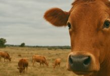 Sardegna, il virus che nessuno vede ma che tutti devono subire, come è stato per la lingua blu