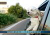Pet News. I benefici della zooantropologia (video)