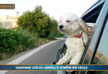 Pet News. I benefici della zooantropologia  (video)
