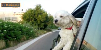 Pet News. I benefici della zooantropologia  (video)