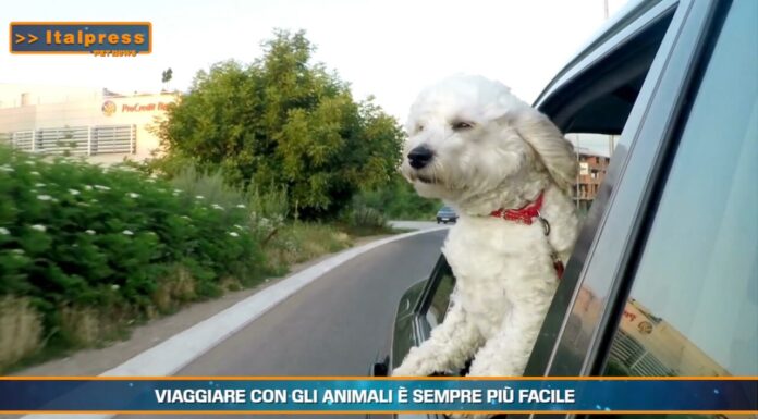 Pet News. I benefici della zooantropologia (video)