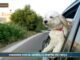 Pet News. I benefici della zooantropologia (video)