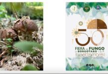 Borgotaro accende l’autunno con la magia del Fungo Porcino IGP