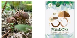 Borgotaro accende l’autunno con la magia del Fungo Porcino IGP