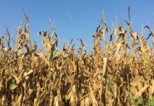 “Cereali e dintorni”. Confronti geopolitici d’alto livello.