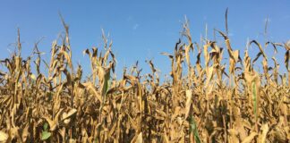 “Cereali e dintorni”. Confronti geopolitici d’alto livello.