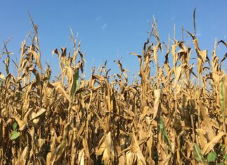 “Cereali e dintorni”. USDA Neutro.