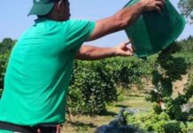 Previsioni vendemmiali 2025