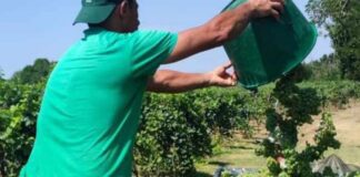 Previsioni vendemmiali 2025