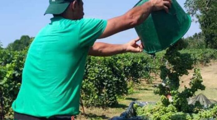 Previsioni vendemmiali 2025