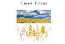 “Cereali e dintorni”. Grani stabili ma pesanti.