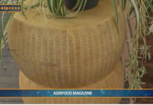 TG Agrifood – Italia leader Ue nell’export di formaggi  (Video)