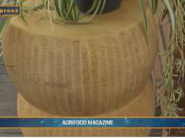 TG Agrifood – Italia leader Ue nell’export di formaggi (Video)