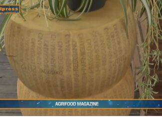 TG Agrifood – Italia leader Ue nell’export di formaggi (Video)
