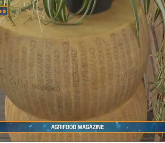 TG Agrifood – Italia leader Ue nell’export di formaggi (Video)