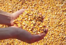 “Cereali e dintorni”. Qualità mais in raccolto