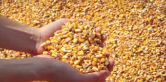 “Cereali e dintorni”. Qualità mais in raccolto