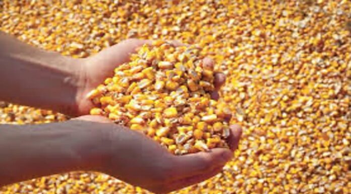 “Cereali e dintorni”. Qualità mais in raccolto