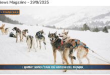 Pet News. Qimmit, i cani più antichi del mondo (video)