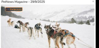 Pet News. Qimmit, i cani più antichi del mondo (video)