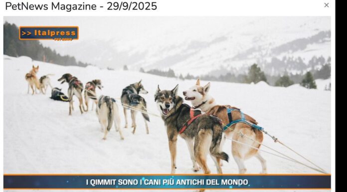 Pet News. Qimmit, i cani più antichi del mondo (video)