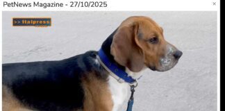 Pet News Magazine. I cani più adatti alle famiglie