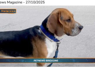 Pet News Magazine. I cani più adatti alle famiglie