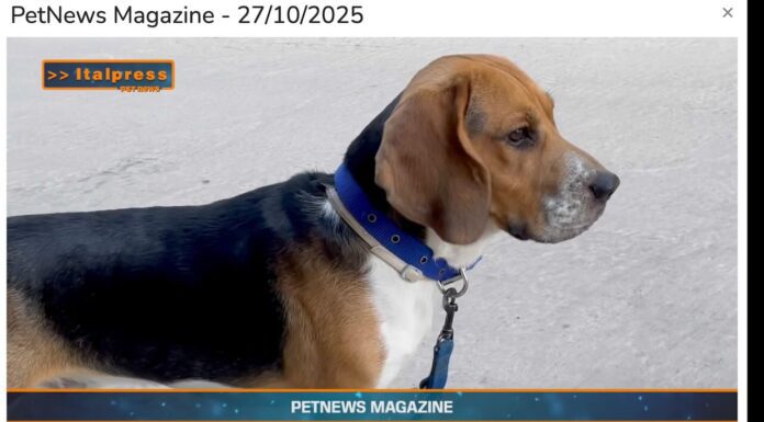 Pet News Magazine. I cani più adatti alle famiglie