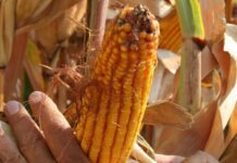 “Cereali e dintorni”. Ancora molto incerti gli andamenti dei mercati