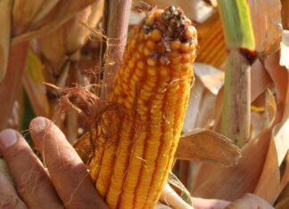 “Cereali e dintorni”. Ancora molto incerti gli andamenti dei mercati