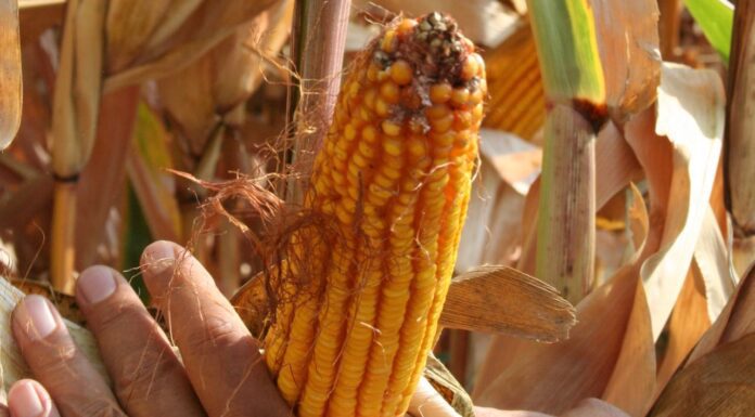 “Cereali e dintorni”. Ancora molto incerti gli andamenti dei mercati