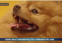 Pet News Magazine. Igiene orale fondamentale per il benessere del cane